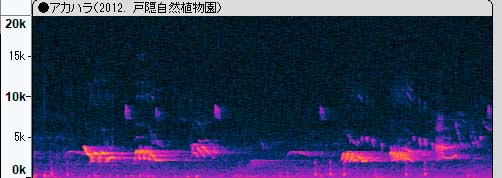 クロウタドリ?