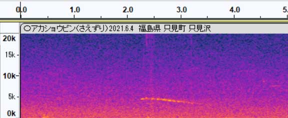 アカショウビン