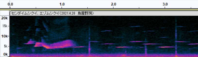 エゾとセンダイ