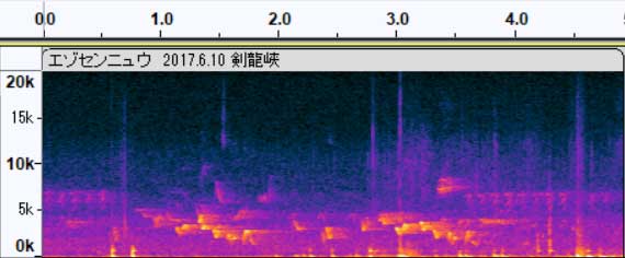 エゾセンニュウ