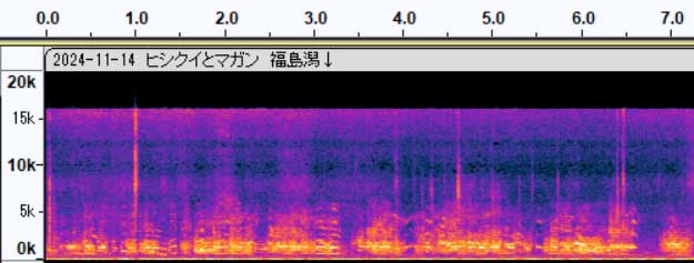 オオヒシクイ