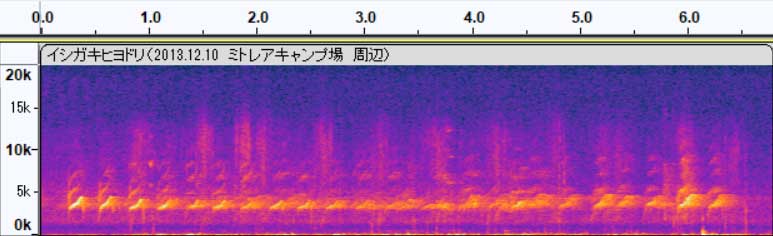 イシガキヒヨドリ