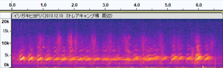 イシガキヒヨドリ