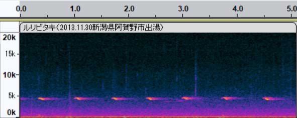 ルリビタキ地鳴き