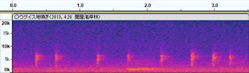 ウグイス地鳴き