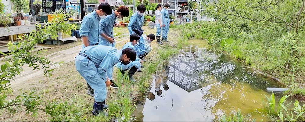 ビオトープ池