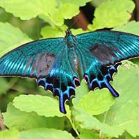 ミヤマカラスアゲハ