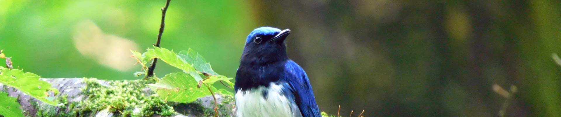 鳥のさえずりデータベース