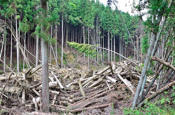 森林の保全と再生 日本自然環境専門学校