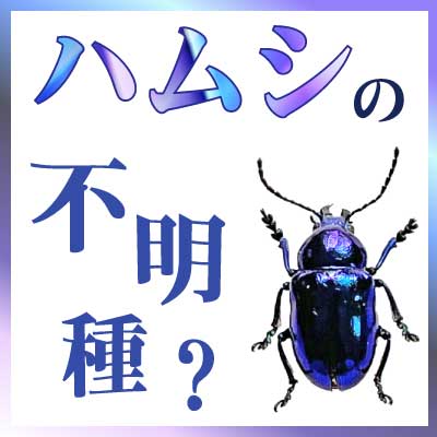 おしらせ