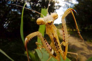 コカマキリ