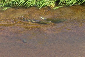 IMG_0056